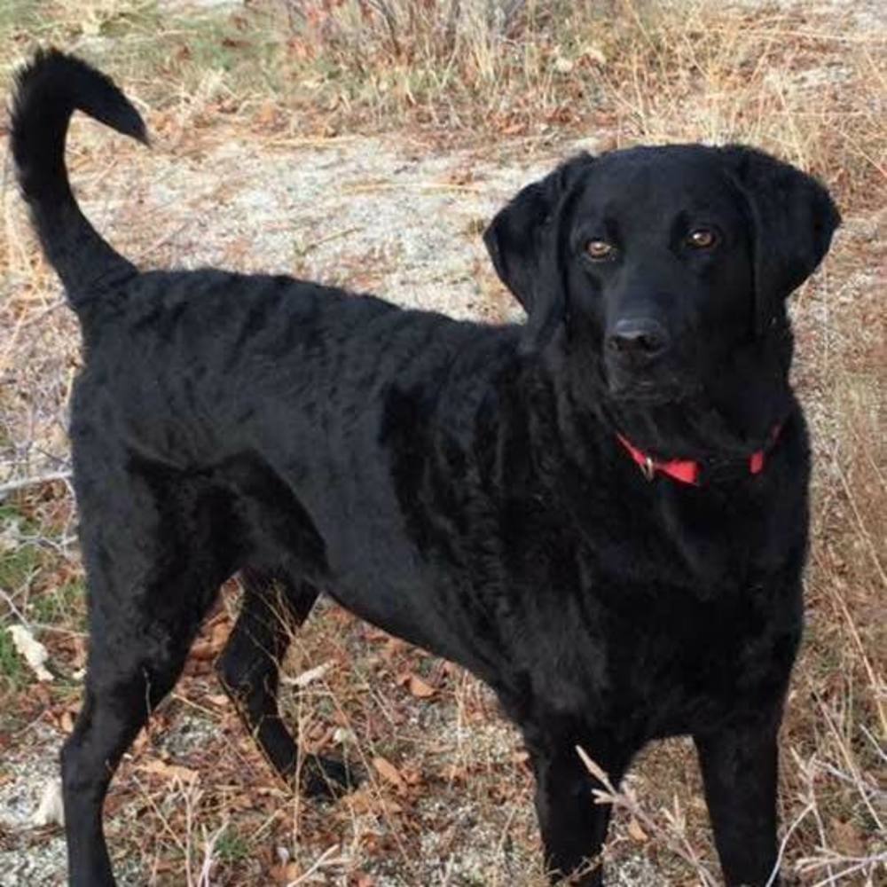 Meet your Posher, Lara